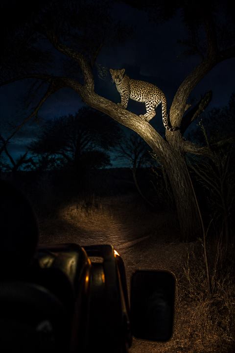 Bushveld After Dark